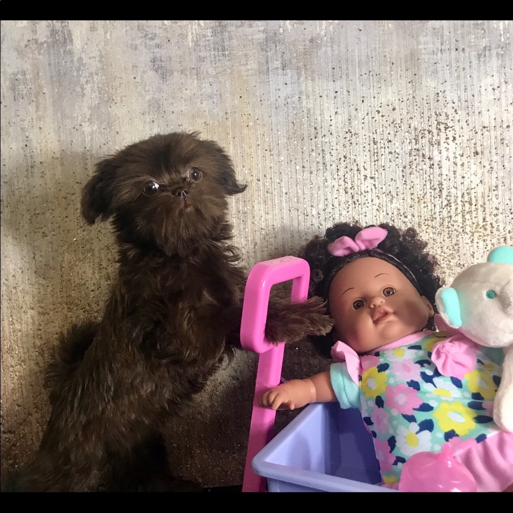 💕 Shorkies & Shih Tzu 💕